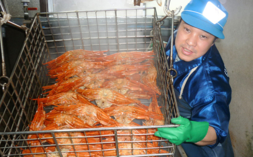 【釜茹で香住ガニ 2～3杯 (1.6～1.8㎏分) 冷蔵】 香住がに 紅ずわいがに 紅ズワイガニ カニ かに 蟹 ボイル 28000円 兵庫県 香美町 香住 今西食品 49-02