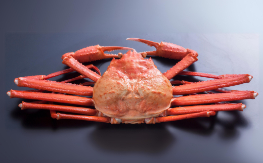 釜茹で香住ガニ 2～3杯（1.6～1.8kg分）カニホタル（170g×3パック）冷蔵【令和8年3月以降発送予定】 国産 香住 香住がに 紅ずわいがに 紅ズワイガニ カニ かに 蟹 ボイル ほたるいか ホタルイカ いか イカ 35000円 ふるさと納税 返礼品 おすすめ 兵庫県 香美町 KMG 今西食品 49-06