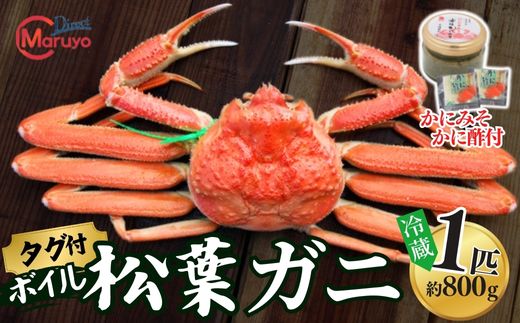 【ボイル松葉ガニ 1匹（約800g）かにの身入りかにみそ 三杯酢付 冷蔵】ご入金確認後、1ヶ月程度で配送予定 配送前に事前連絡いたします 香住･山陰沖で水揚げされた新鮮な松葉ガニを熟練の職人が茹で上げ カニの本場 香住 新鮮 国産 鍋 かにすき 脚 足 爪 身 肩 兵庫県 香美町 香住 柴山 ズワイガニ マルヨ食品 マルヨダイレクト 17-30