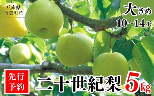 【先行予約】【梨 20世紀梨 香住梨 5kg 大きめ（1玉350g～500gを10～14玉）】大人気 ふるさと納税 おすすめ 返礼品 ランキング 二十世紀梨 シャキシャキの食感 ほどよい甘さとみずみずしさ 日本海に面する梨の本場 兵庫県香美町で育つ「香住梨」 一つひとつの糖度を計測 兵庫県 香美町 香住 フルーツ ナシ 贈答品 ギフト 青梨 和梨 国産 JAたじま 16000円 12-05