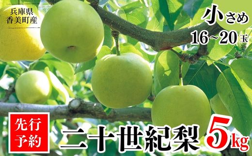 【先行予約】【梨 20世紀梨 香住梨 5kg 小さめ（1玉250g～300gを16～20玉）】大人気 ふるさと納税 おすすめ 返礼品 ランキング 二十世紀梨 シャキシャキの食感 ほどよい甘さとみずみずしさ 日本海に面する梨の本場 兵庫県香美町で育つ「香住梨」 一つひとつの糖度を計測 兵庫県 香美町 香住 フルーツ ナシ 贈答品 ギフト 青梨 和梨 国産 JAたじま 16000円 12-09