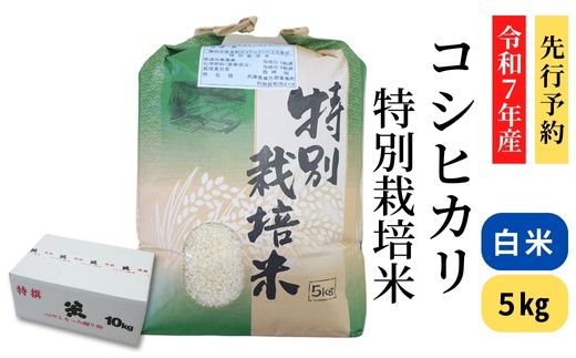 【先行予約 令和7年産米】【香美町 村岡産 コシヒカリ 特別栽培米 精米5kg】令和7年10月以降順次予定 米 おすすめ  但馬牛の堆肥による土づくり 自然循環型の有機栽培 安全・安心なお米を生産 炊きあがったお米の粒立ちが格別 ふっくらもちもち食感 香りと甘みも非常に豊か 冷めても美味しい米 送料無料 兵庫県 香美町 コシヒカリ 19000円 71-01