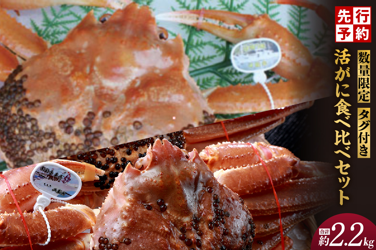 【数量限定 タグ付き活がに食べ比べセット（活黄金がに1.1kg･活松葉がに1.1kg）】幻のカニ タグ付き 黄金がに 冬の味覚の女王 タグ付き 松葉がに 特大サイズ 活ガニ 希少 レア 冷蔵 生 香住 食べ比べ かにすき お鍋 焼きガニ 香住港 柴山港 兵庫県 香美町 香住 日本海フーズ にしとも かに市場 07-63