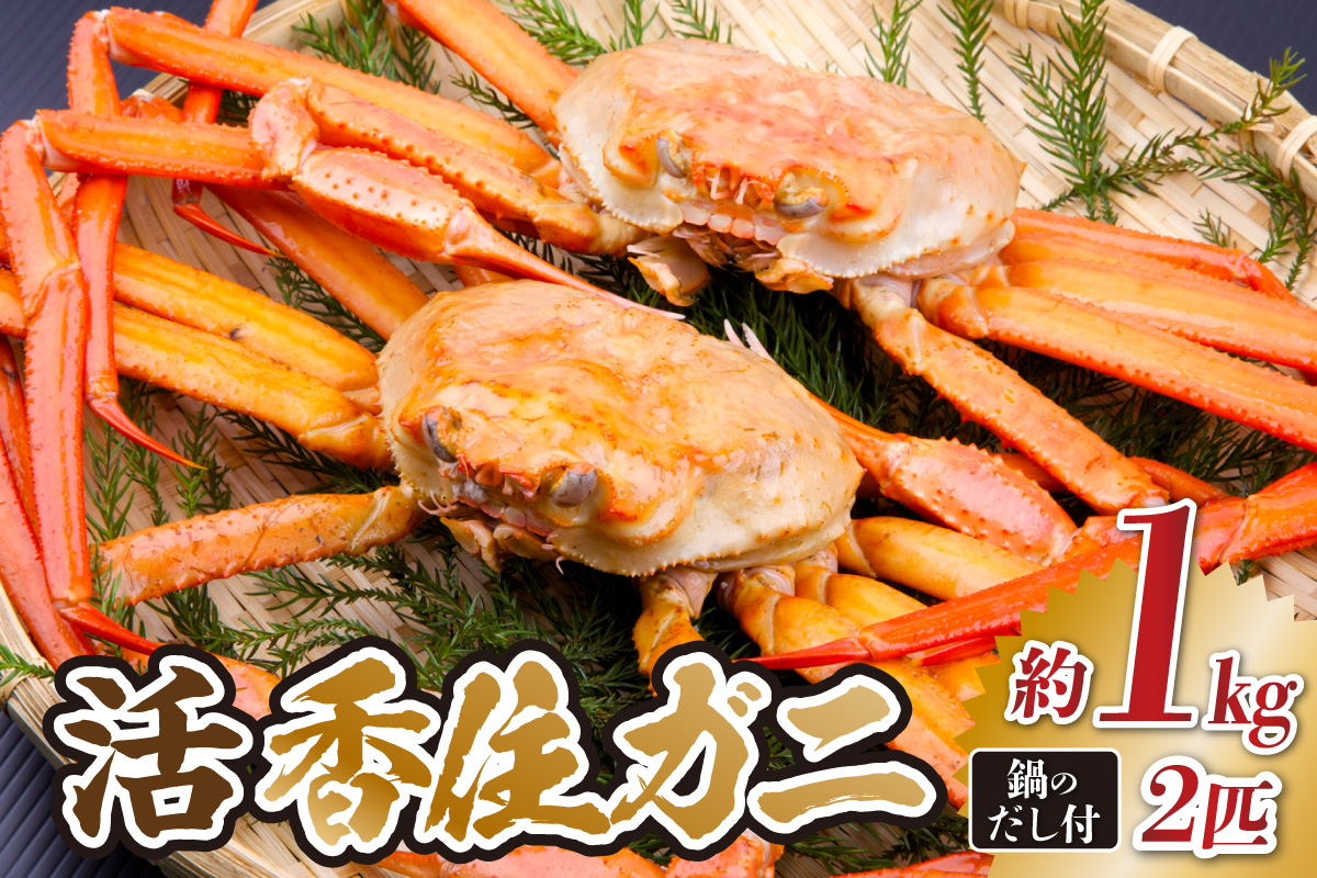 《先行予約》 兵庫県香住産 活 香住ガニ 約1kg×2匹 冷蔵  【令和9年2月以降発送予定】 香住漁港 新鮮 香住ガニ かに カニ 紅ズワイガニ 紅ずわいがに 紅 国産 鍋 かにすき 脚 足 爪 身 肩 ふるさと納税 おすすめ 返礼品 兵庫県 香美町 香住 宿院商店 33-34