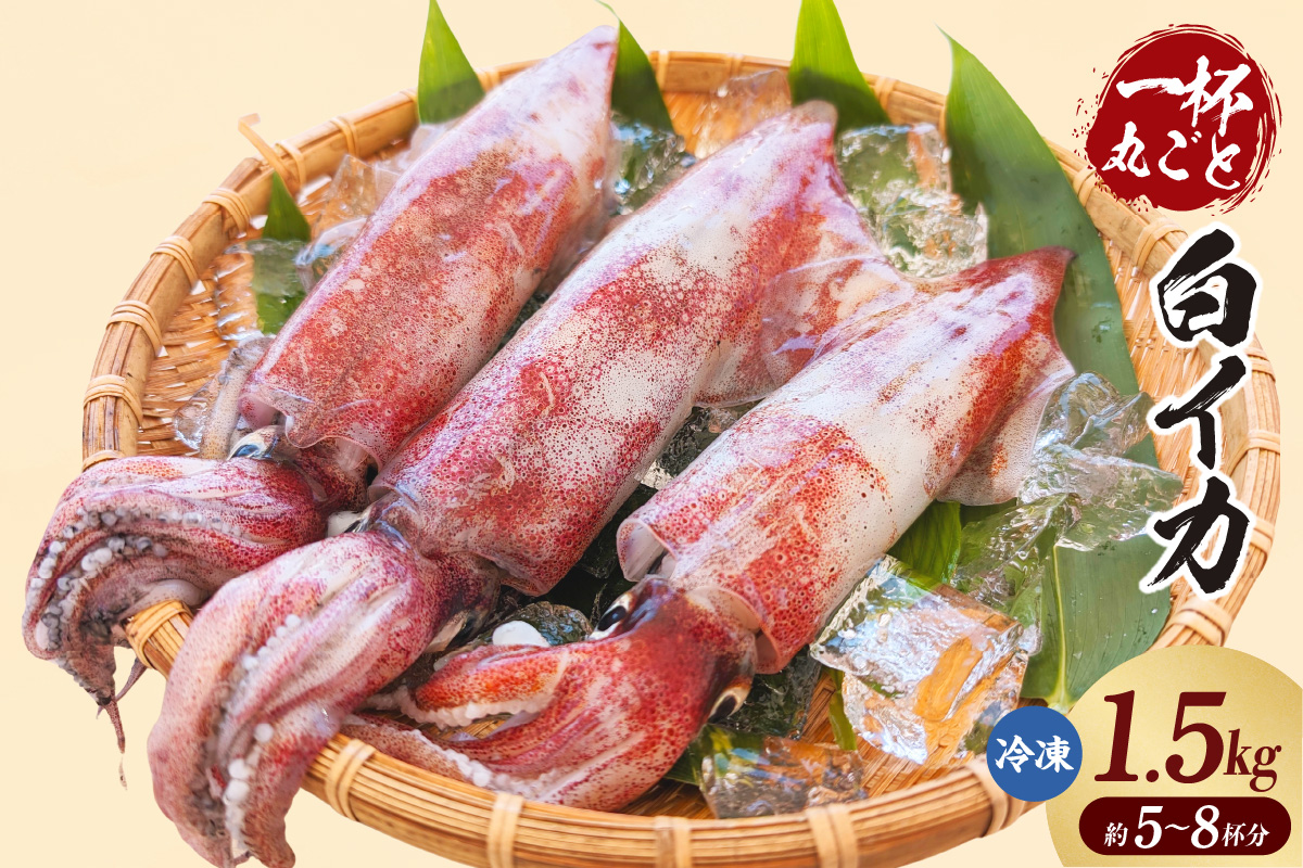 【白イカ 約1.5kg（5-8杯程度入） 冷凍】獲れたまま バラ凍結 3D凍結 鮮度抜群 イカ いか 白イカ 白いか 大人気 おすすめ 兵庫県 香美町 山米鮮魚 74-06