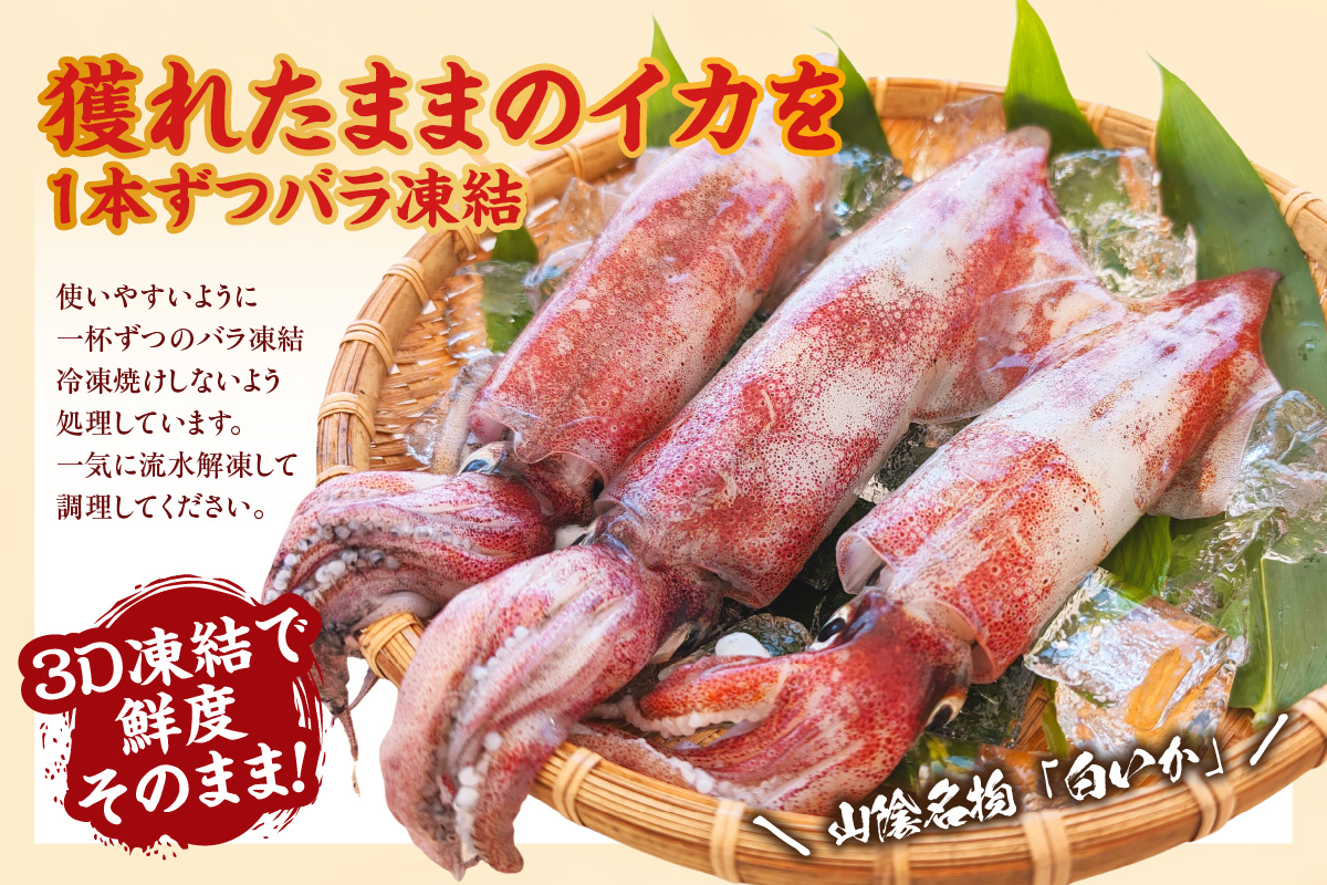 ãçœã€ã« çŽ1.5kgïŒ5-8æ¯çšåºŠå
¥ïŒ å·åãç²ãããŸãŸ ãã©åçµ 3Dåçµ é®®åºŠæçŸ€ ã€ã« ãã çœã€ã« çœãã å€§äººæ° ãããã å
µåº«ç éŠçŸçº 山米鮮é 74-06