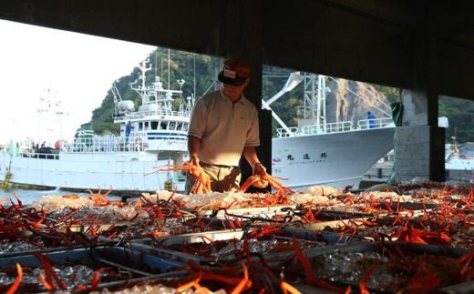 【香住ガニ 茹で切り 6肩 大サイズ カニ酢付 冷蔵】カニの水揚げ次第順次発送予定  カニの本場 香住産 食べ応えのある大サイズ6肩でお届け 最上質な香住ガニを見定め競り落とし 立派なカニを自信を持って提供 ふるさと納税 カニの旨味と甘味が抜群 鮮度抜群 香美町 香住 兵庫県 香住港 かに カニ ベニズワイガニ 産地直送 マルヤ水産 24000円 11-12