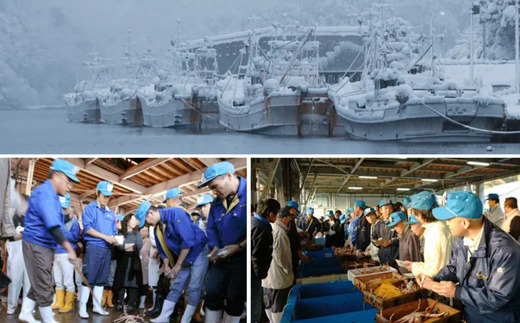 【柴山ガニ タグ付き カネニの浜茹で 1.0kg以上】冷蔵 希少 かに 蟹 カニ 松葉がに 松葉ガニ 柴山がに ボイル タグ付き 高級 かにすき 焼きガニ カニ 贈答 ギフト 贈り物 兵庫県 香美町 香住 柴山 カネニ 06-02