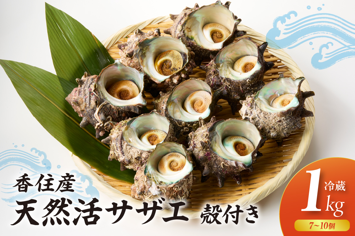 【兵庫県香住産 天然 活 サザエ 1kg（7～10個）冷蔵】香住で水揚げされた新鮮なサザエをお届け つぼ焼き 炊き込みご飯 サザエ飯 酒の肴 磯の香り 風味豊か さざえ 新鮮 天然 海鮮 大人気 夏休み BBQ バーベキュー キャンプ お盆 海 日本海 兵庫県 香美町 香住 柴山 宿院商店 33-19