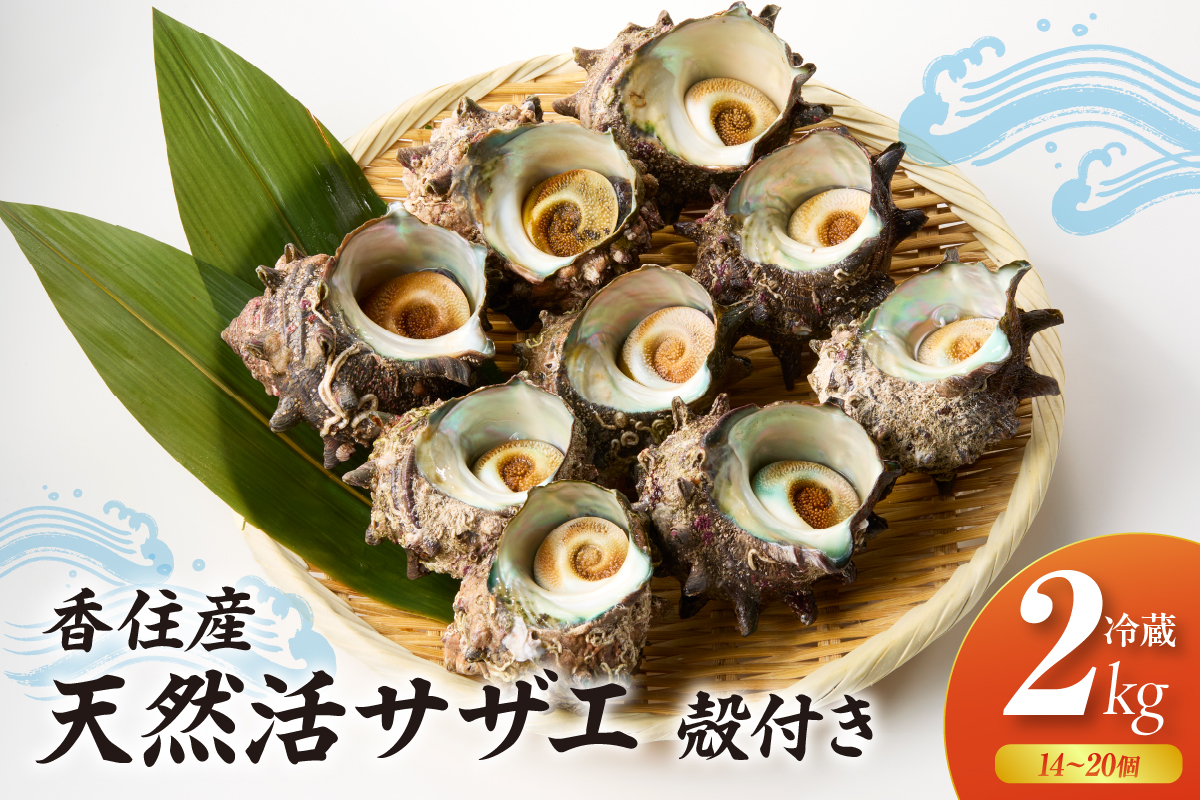 【兵庫県香住産 天然 活 サザエ 2kg（14～20個）冷蔵】香住で水揚げされた新鮮なサザエをお届け つぼ焼き 炊き込みご飯 サザエ飯 酒の肴 磯の香り 風味豊か さざえ 新鮮 天然 海鮮 大人気 夏休み BBQ バーベキュー キャンプ お盆 海 日本海 兵庫県 香美町 香住 柴山 宿院商店 33-20