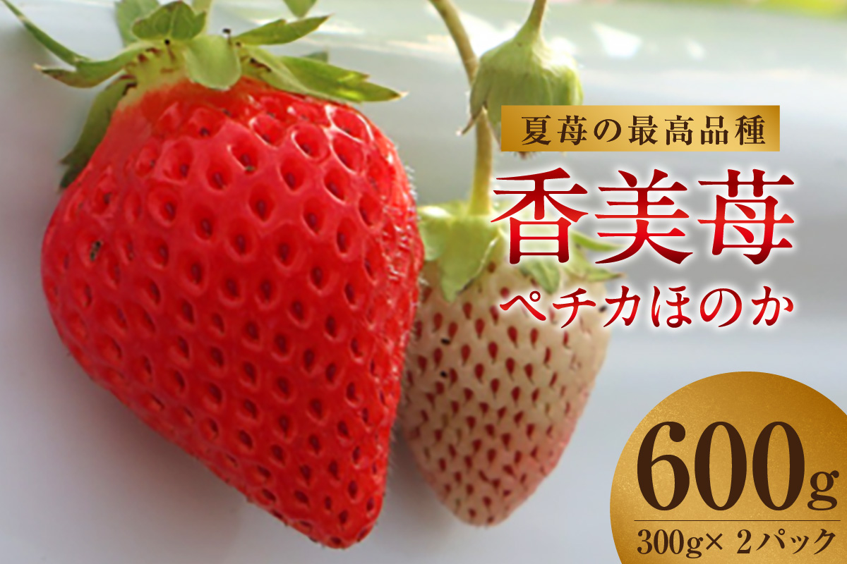【先行予約】《期間限定》イチゴの最高級品種 ペチカほのか 300g（12～24粒）2パック 【令和8年7月以降発送予定】 香美苺 いちご イチゴ 人気 おすすめ 兵庫県 香美町 村岡 ユースランド 18-06
