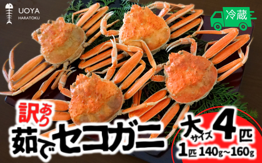 【数量限定】【訳あり 茹で セコガニ 大サイズ（140～160g）4匹 指落ち（1～2本）冷蔵】11月中旬以降順次発送 カニの本場 香住 濃厚なかにミソ やみつきになる内子 外子が絶品です 大人気 ふるさと納税 香美町 柴山 山陰 日本海 国産 カニ ズワイガニ 松葉ガニ せいこがに メスガニ 爪 ほぐし ボイル 脚 鮮度抜群 絶妙の塩加減 はらとく 56-12