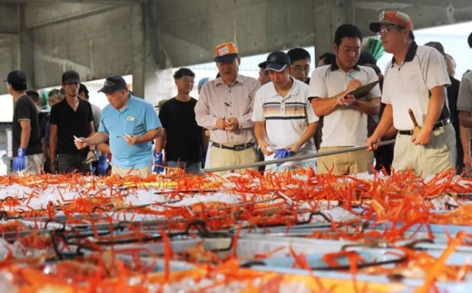 【調理済み 生 香住ガニ 2Lサイズ 5肩セット 冷凍】日本海 本場 鮮度 抜群 カネニ基準 厳選 殻むき不要 簡単 お手軽 足 爪 身 脚 ボイル 鍋 蒸し 焼き 蟹 かに ベニズワイガニ 紅 ズワイガニ べに ずわいがに ふるさと納税 人気 おすすめ 返礼品 兵庫県 香美町 香住 カネニ 06-14