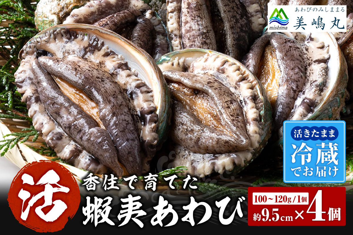 《12/21まで年内発送》【冷蔵 活あわび 養殖 9.5cm×4枚 400g～480g (1個100～120g）】満点青空レストラン うまい！おせち2023に採用されました！アワビ 鮑 活アワビ あわび 海鮮貝 魚介 お刺身 BBQ バター焼き 新鮮 日本海 養殖 昆布 レシピ入り 人気 テレビ 紹介 話題 高級 香美町 香住 山陰 美嶋 20-03 ☆