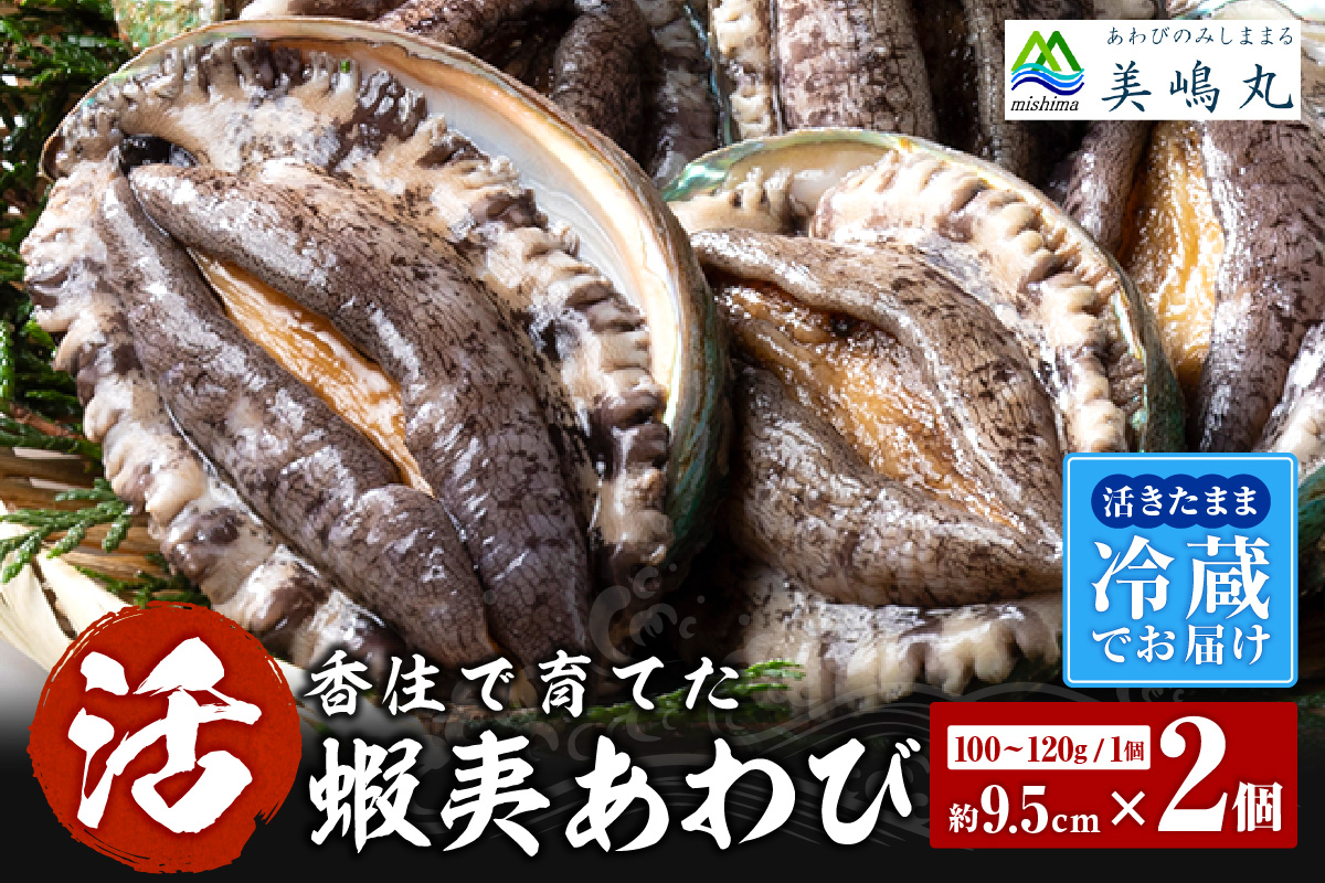 【冷蔵 活あわび 養殖 9.5cm×2枚 200～240g (1個100～120g）】満点青空レストラン うまい！おせち2023に採用されました！アワビ 鮑 活アワビ あわび 海鮮貝 魚介 お刺身 BBQ バター焼き 新鮮 日本海 養殖 昆布 レシピ入り 人気 テレビ 紹介 話題 高級 香美町 香住 山陰 美嶋丸 15000円 20-12