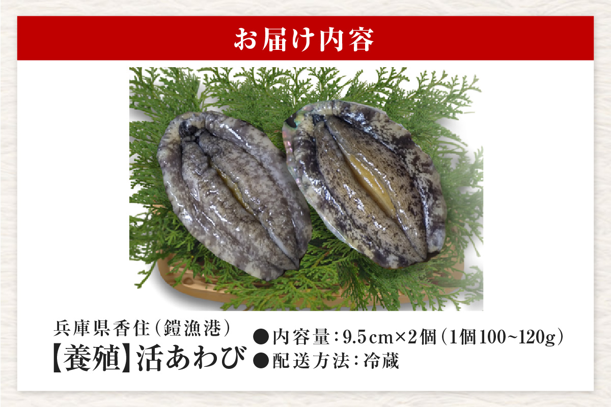 【冷蔵 活あわび 養殖 9.5cm×2枚 200～240g (1個100～120g）】満点青空レストラン うまい！おせち2023に採用されました！アワビ 鮑 活アワビ あわび 海鮮貝 魚介 お刺身 BBQ バター焼き 新鮮 日本海 養殖 昆布 レシピ入り 人気 テレビ 紹介 話題 高級 香美町 香住 山陰 美嶋丸 15000円 20-12