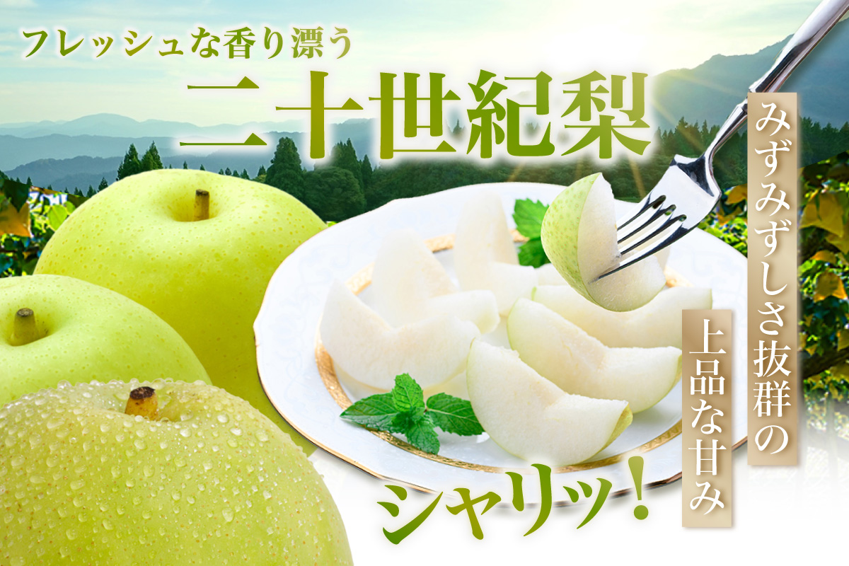 2026年産 先行予約【梨 20世紀梨 香住梨 5kg 大きめ（1玉350g～500gを10～14玉）】 8月下旬～9月中旬にかけて発送予定 二十世紀梨 大玉 シャキシャキ 甘味 瑞々しさ 香住梨 フルーツ フルーツ先行予約 果物 贈答品 ギフト なし ナシ 和梨 青梨 大人気 おすすめ ランキング 兵庫県 香美町 香住 JAたじま 16000円 12-05