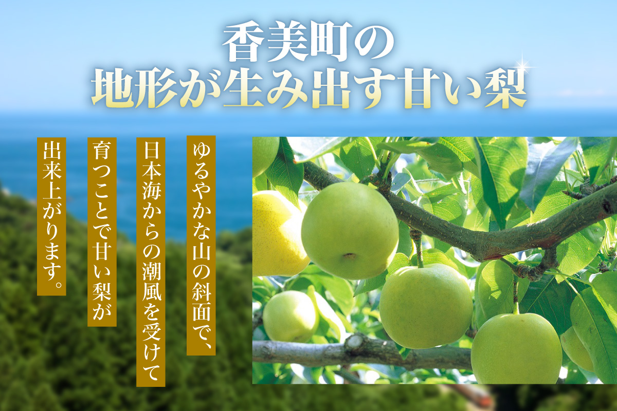 2026年産 先行予約【梨 20世紀梨 香住梨 5kg 大きめ（1玉350g～500gを10～14玉）】 8月下旬～9月中旬にかけて発送予定 二十世紀梨 大玉 シャキシャキ 甘味 瑞々しさ 香住梨 フルーツ フルーツ先行予約 果物 贈答品 ギフト なし ナシ 和梨 青梨 大人気 おすすめ ランキング 兵庫県 香美町 香住 JAたじま 16000円 12-05