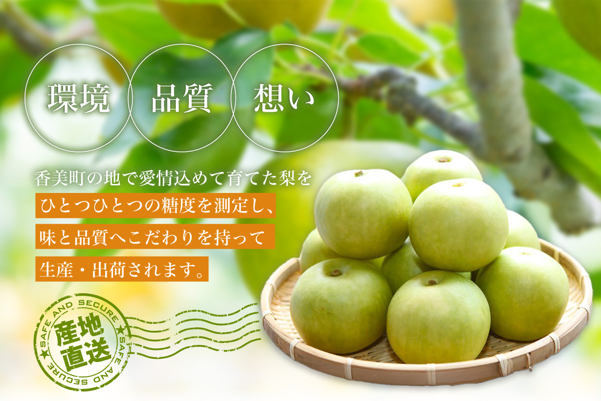 2026年産 先行予約【梨 20世紀梨 香住梨 5kg 大きめ（1玉350g～500gを10～14玉）】 8月下旬～9月中旬にかけて発送予定 二十世紀梨 大玉 シャキシャキ 甘味 瑞々しさ 香住梨 フルーツ フルーツ先行予約 果物 贈答品 ギフト なし ナシ 和梨 青梨 大人気 おすすめ ランキング 兵庫県 香美町 香住 JAたじま 16000円 12-05