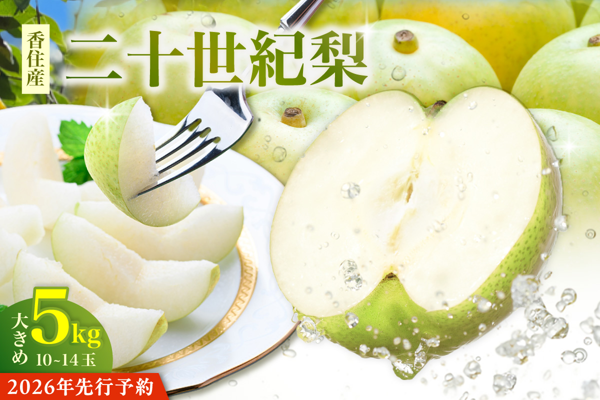 2026年産 先行予約【梨 20世紀梨 香住梨 5kg 大きめ（1玉350g～500gを10～14玉）】【令和8年8月下旬以降発送予定】二十世紀梨 大玉 シャキシャキ 甘味 瑞々しさ 香住梨 フルーツ フルーツ先行予約 果物 贈答品 ギフト なし ナシ 和梨 青梨 大人気 おすすめ ランキング 兵庫県 香美町 香住 JAたじま 16000円 12-05