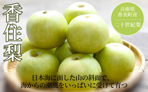 【先行予約】【梨 20世紀梨 香住梨 5kg 小さめ（1玉250g～300gを16～20玉）】大人気 ふるさと納税 おすすめ 返礼品 ランキング 二十世紀梨 シャキシャキの食感 ほどよい甘さとみずみずしさ 日本海に面する梨の本場 兵庫県香美町で育つ「香住梨」 一つひとつの糖度を計測 兵庫県 香美町 香住 フルーツ ナシ 贈答品 ギフト 青梨 和梨 国産 JAたじま 16000円 12-09