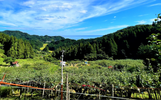 【先行予約】【梨 20世紀梨 香住梨 5kg 小さめ（1玉250g～300gを16～20玉）】大人気 ふるさと納税 おすすめ 返礼品 ランキング 二十世紀梨 シャキシャキの食感 ほどよい甘さとみずみずしさ 日本海に面する梨の本場 兵庫県香美町で育つ「香住梨」 一つひとつの糖度を計測 兵庫県 香美町 香住 フルーツ ナシ 贈答品 ギフト 青梨 和梨 国産 JAたじま 16000円 12-09