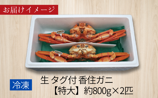 【先行予約】【活〆タグ付き香住ガニ 特大 約800g×2匹（合計約1.6kg以上）生冷凍】令和7年2月中旬以降順次発送 カニの本場 香住 注意書きの確認を必ずお願いします！日帰り漁の香住ガニは鮮度抜群！水揚げされたばかりのタグ付き活香住ガニを活〆・急速冷凍 紅ズワイガニ ベニズワイガニ かに 香住かに かにしゃぶ 刺し身 刺身 生食 かにすき 焼きガニ 甲羅 甲羅焼き 日本海フーズ 07-113