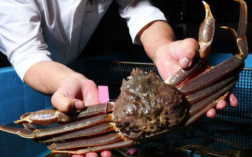 【京都祇園 かにを喰らう お食事券 ペア2名様分 活 柴山がに（松葉がに）コース】お申込期間：通年 ご提供期間：令和7年11月8日～令和8年3月31日 年末年始使用不可 定休日使用不可 松葉ガニ 松葉がに ずわいがに ズワイガニ カニ 蟹身の前菜 刺身 炭火焼き かに味噌 茹でがに かにしゃぶ 兵庫県 香美町 香住 知恩院 食事券 カネニ 25-55
