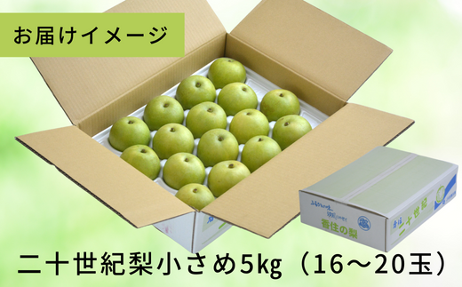 【先行予約】【梨 20世紀梨 香住梨 5kg 小さめ（1玉250g～300gを16～20玉）】大人気 ふるさと納税 おすすめ 返礼品 ランキング 二十世紀梨 シャキシャキの食感 ほどよい甘さとみずみずしさ 日本海に面する梨の本場 兵庫県香美町で育つ「香住梨」 一つひとつの糖度を計測 兵庫県 香美町 香住 フルーツ ナシ 贈答品 ギフト 青梨 和梨 国産 JAたじま 16000円 12-09