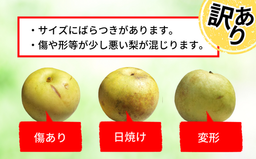 【先行予約】【20世紀梨 ご自宅用 5kg（10～18玉）】サイズバラつき有り（L～5L）傷あり 不揃い ご自宅用 大人気 二十世紀梨 果肉はしっかり シャキシャキの食感 ほどよい甘さとみずみずしさ 日本海に面する梨の本場 兵庫県香美町で育つ「香住梨」糖度を計測して出荷 兵庫県 香美町 フルーツ ナシ 青梨 和梨 ふるさと納税 JAたじま 12000円 12-20