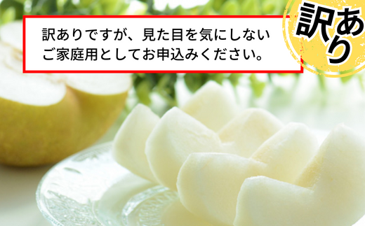 【先行予約】【20世紀梨 ご自宅用 5kg（10～18玉）】サイズバラつき有り（L～5L）傷あり 不揃い ご自宅用 大人気 二十世紀梨 果肉はしっかり シャキシャキの食感 ほどよい甘さとみずみずしさ 日本海に面する梨の本場 兵庫県香美町で育つ「香住梨」糖度を計測して出荷 兵庫県 香美町 フルーツ ナシ 青梨 和梨 ふるさと納税 JAたじま 12000円 12-20