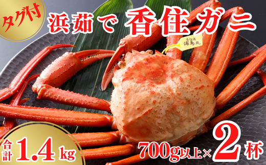 【タグ付き 浜茹で 香住ガニ 冷蔵】 700g以上×2杯 合計1.4kg以上高級香住ガニで 産地直送 香住カニ 香美町 かに 海鮮 ベニズワイガニ ゆで蟹 丸ごと ボイル 脚 爪 身 ほぐし むき身 かにすき しゃぶ 鍋 丸近 32500円 19-13