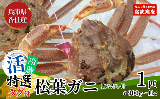 【特選 活 松葉ガニ 生 1匹（約900g～1kg）冷蔵】11月中旬以降配送予定 水揚げの関係上、配達日の指定はできません 香住で水揚げされた新鮮な活松葉ガニをお届け カニの本場 香住 新鮮 国産 鍋 かにすき 脚 足 爪 身 肩 大人気 ふるさと納税 兵庫県 香美町 香住 柴山 ズワイガニ 宿院商店 100000円 33-27