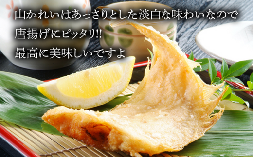 【干物 甘干し山かれい 2kg 15枚入り】 冷凍 国産 香住産 山陰 日本海 水揚げ 旬 山かれい あっさり 唐揚げ ポン酢 伝統 技術 BBQ 干物 おつまみ 兵庫県 香美町 香住 柴山 大人気 ふるさと納税 おすすめ 返礼品 蔵平水産 17000円 08-06