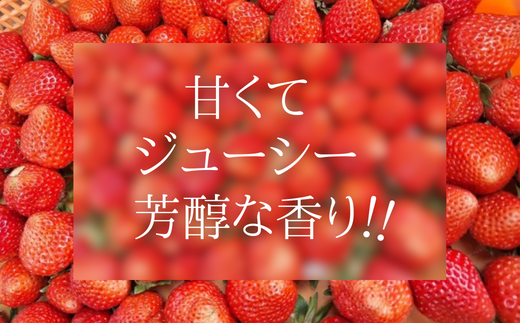 ãå
è¡äºçŽããæééå®ãã€ããŽã®æé«çŽåçš® ããã«ã»ã®ã 300gïŒ12ïœ24ç²ïŒ2ãã㯠ã什å8幎7æä»¥éçºéäºå®ã éŠçŸèº ãã¡ã ã€ããŽ äººæ° ãããã å
µåº«ç éŠçŸçº æå²¡ ãŠãŒã¹ã©ã³ã 18-06