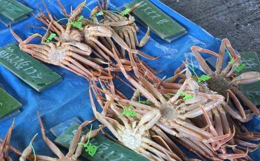 【先行予約】【松葉ガニ 最高グレード 香住産 タグ付き 釜茹で 松葉がに 約1.0kg 数量限定 冷凍】令和７年11月中旬以降発送予定 12月～1月中旬は発送不可 カニの本場 香住の選りすぐり 番がにを熟練の職人が大釜で茹であげ  新鮮 国産 鍋 カニ鍋 かにすき 脚 足 爪 身 肩 ランキング 大人気  兵庫県 香美町 香住 柴山 柴山港 日本海フーズ かに市場 120000円 07-07