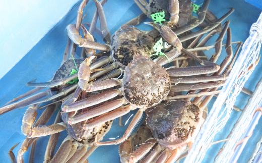 【先行予約】【松葉ガニ 最高グレード 香住産 タグ付き 釜茹で 松葉がに 約1.0kg 数量限定 冷凍】令和７年11月中旬以降発送予定 12月～1月中旬は発送不可 カニの本場 香住の選りすぐり 番がにを熟練の職人が大釜で茹であげ  新鮮 国産 鍋 カニ鍋 かにすき 脚 足 爪 身 肩 ランキング 大人気  兵庫県 香美町 香住 柴山 柴山港 日本海フーズ かに市場 120000円 07-07