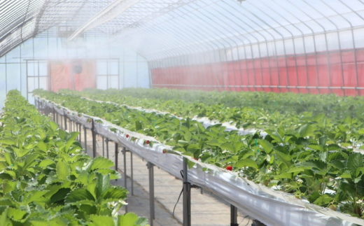 ãå
è¡äºçŽããæééå®ãã€ããŽã®æé«çŽåçš® ããã«ã»ã®ã 300gïŒ12ïœ24ç²ïŒ2ãã㯠ã什å8幎7æä»¥éçºéäºå®ã éŠçŸèº ãã¡ã ã€ããŽ äººæ° ãããã å
µåº«ç éŠçŸçº æå²¡ ãŠãŒã¹ã©ã³ã 18-06