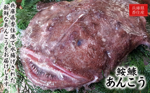 【アンコウ 鍋セット（アンコウ切り身1kg、鍋スープ、600g）香住産 冷凍】※発送目安：入金確認後、順次発送いたします。香住で水揚げされた新鮮なアンコウを食べやすくカットしました。お好みの野菜や具材を準備するだけで、コラーゲンたっぷりの美味しいアンコウ鍋をお楽しみいただけます。煮つけ、唐揚げなどもおススメ。大人気 ふるさと納税 香美町 香住 宿院商店 12000円 33-18　