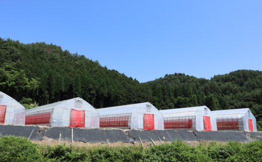 ãå
è¡äºçŽããæééå®ãã€ããŽã®æé«çŽåçš® ããã«ã»ã®ã 300gïŒ12ïœ24ç²ïŒ2ãã㯠ã什å8幎7æä»¥éçºéäºå®ã éŠçŸèº ãã¡ã ã€ããŽ äººæ° ãããã å
µåº«ç éŠçŸçº æå²¡ ãŠãŒã¹ã©ã³ã 18-06