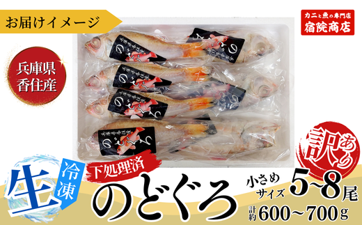 【訳あり のどぐろ 生冷凍 調理済 少し小さめ（1匹80～100g前後）内容量：約600g～700g 冷凍 兵庫県香住産】ご入金確認後、順次発送予定 サイズ不揃い 少し小さめ 日本海で水揚げ 鮮度抜群、脂乗りの良いノドグロを急速冷凍 細胞を壊さず、食品の美味しさをキープ 白身のトロ 産地直送 兵庫県 香美町 香住 柴山 山陰 大人気 ふるさと納税 送料無料 宿院商店 14000円 33-14