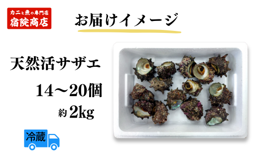 【サザエ 兵庫県香住産 新鮮 天然 活サザエ 2kg（14～20個）冷蔵】※発送目安：入金確認後、順次発送 香住で水揚げされた新鮮なサザエをお届けします。つぼ焼き、炊き込みご飯（サザエ飯）、酒の肴などにピッタリ！磯の香りが濃く風味豊かなサザエです。大人気 ふるさと納税 夏休み BBQ バーベキュー キャンプ お盆 海 海水浴 日本海 兵庫県 香美町 香住 柴山 宿院商店 16000円 33-20