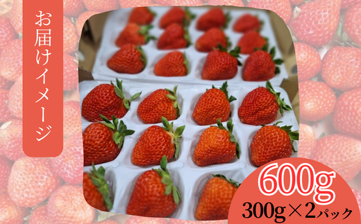 ãå
è¡äºçŽããæééå®ãã€ããŽã®æé«çŽåçš® ããã«ã»ã®ã 300gïŒ12ïœ24ç²ïŒ2ãã㯠ã什å8幎7æä»¥éçºéäºå®ã éŠçŸèº ãã¡ã ã€ããŽ äººæ° ãããã å
µåº«ç éŠçŸçº æå²¡ ãŠãŒã¹ã©ã³ã 18-06