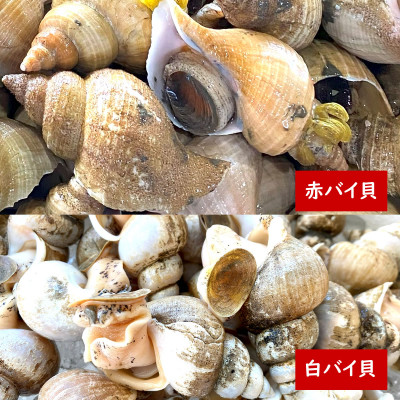 生食可・2種類のバイ貝むき身　各2パック(赤バイ、白バイ貝)【配送不可地域：離島】【1286882】