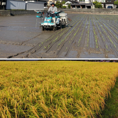 【令和6年度産】特別栽培米　新温泉町浜坂産　松岡農園のコシヒカリ　5kg【1420665】