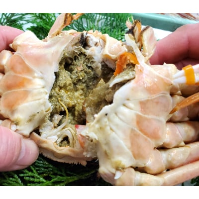 松葉ガニの本場より活〆茹でたてを即出荷　釜茹で松葉ガニ(冷蔵)　1枚　約1kg【配送不可地域：離島・北海道・沖縄県・東北】【1040269】