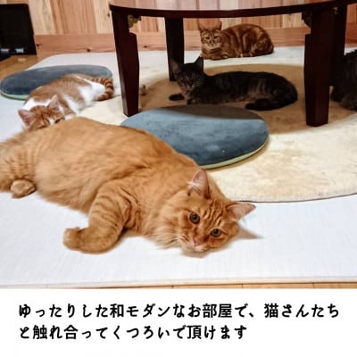 【保護猫応援】湯村温泉の猫カフェ　猫時間の1時間利用券(ワンドリンク付き)2枚【1422388】