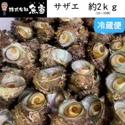 サザエ 約2kg(16個〜30個)【配送不可地域：離島・北海道・沖縄県・東北】【1746734】