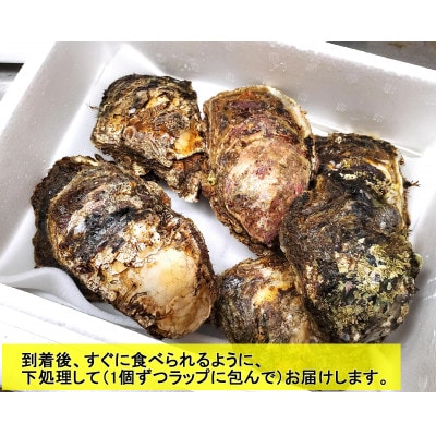 山陰の天然岩ガキ詰合せ(大きさにより5〜7個入)　牡蠣は殺菌済　下処理済　生食OK　バーベキュー【配送不可地域：離島・北海道・沖縄県・東北】【1114074】