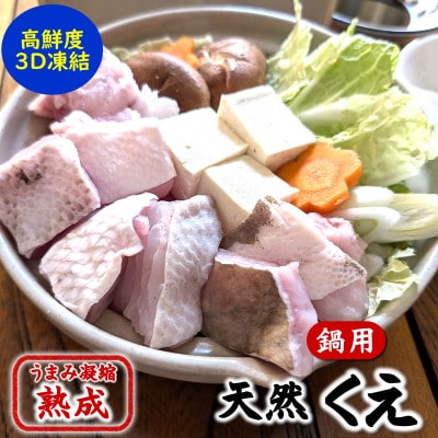 幻の高級魚 天然本クエ鍋用 1.6kg(6−7人前)熟成 旨味凝縮 高鮮度3D凍結 大型使用【配送不可地域：離島】【1546654】